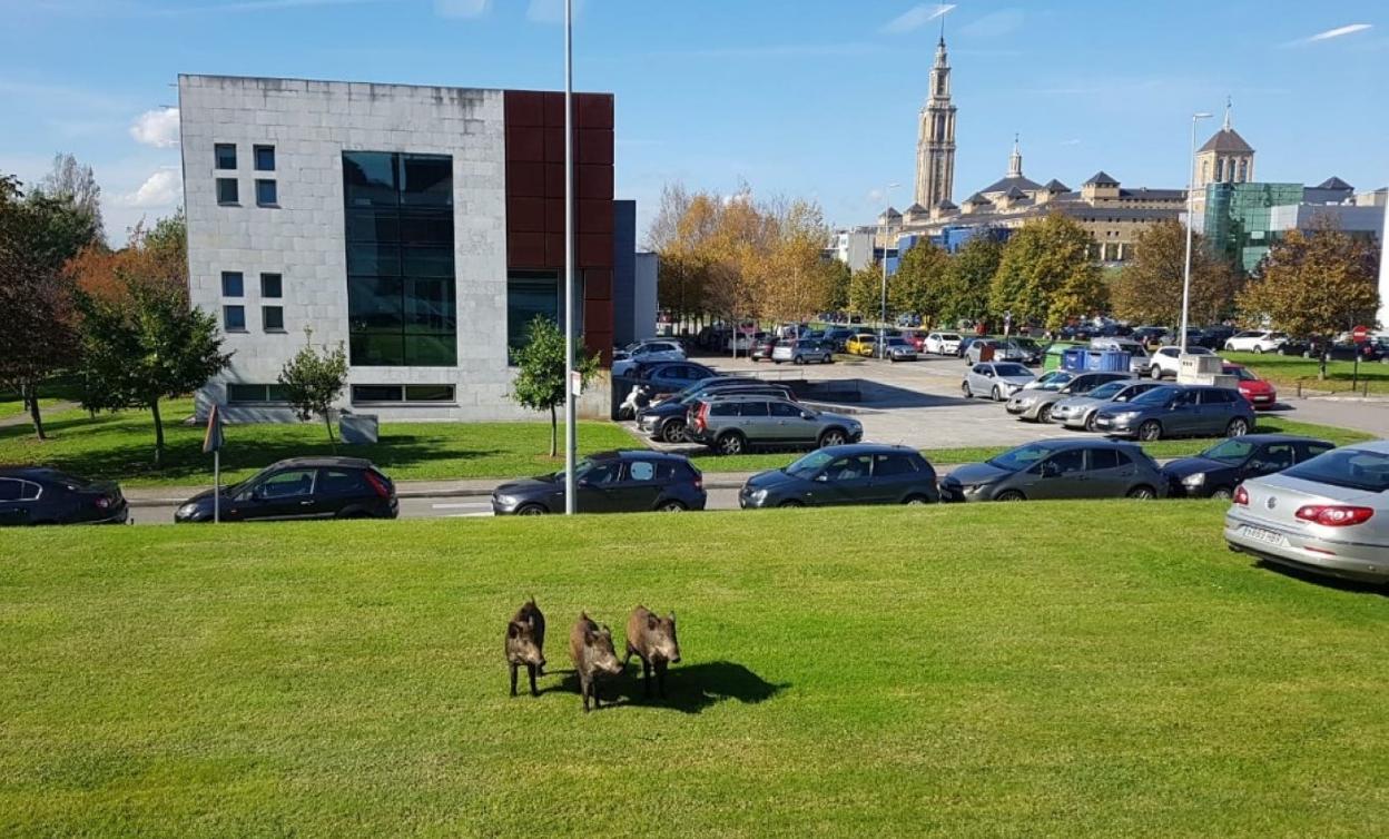 Tres ejemplares de jabalíes, en una zona verde del Parque Tecnológico, en la mañana de ayer. 