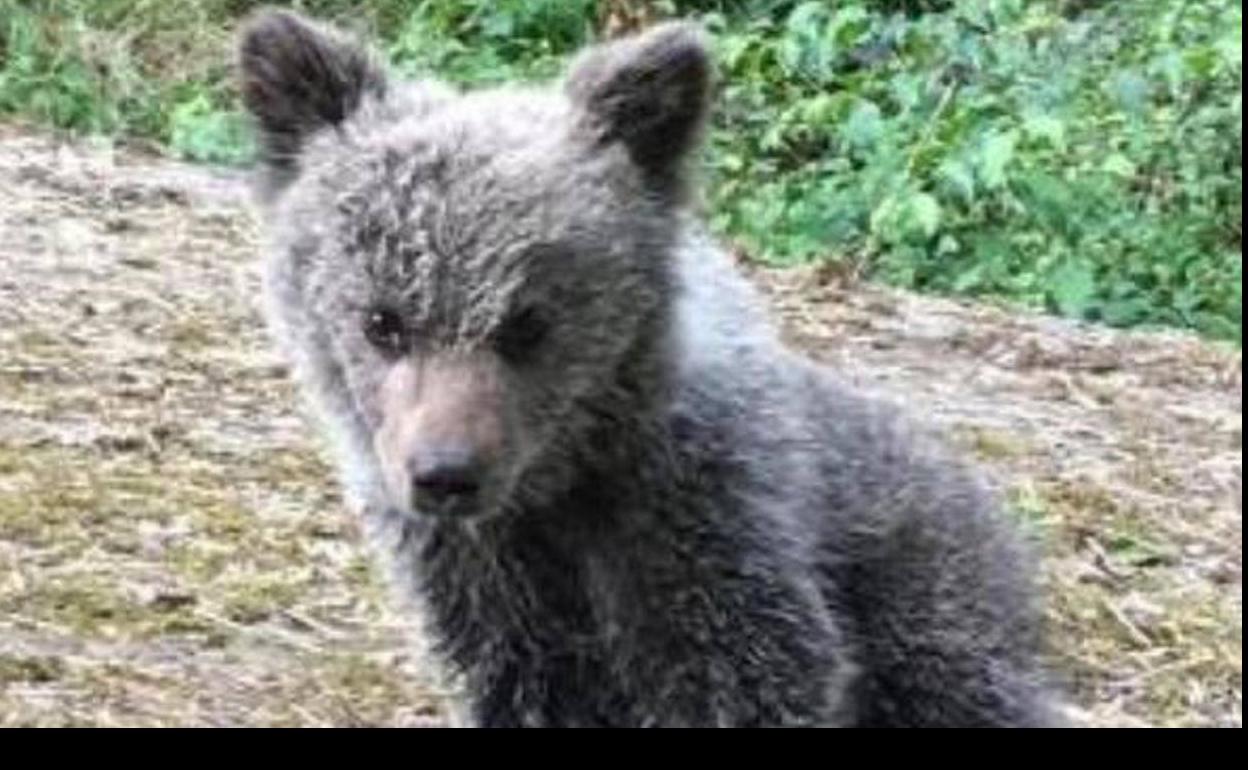 La osezna Saba será reintroducida en la naturaleza en los Picos de Europa