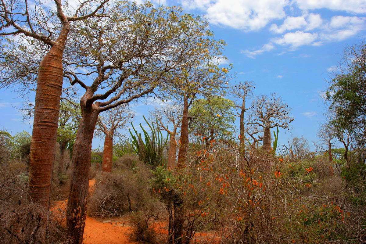 Madagascar | Conocida por la riqueza de su flora y fauna, la caza furtiva agrava el problema de la contaminación y la deforestación masiva. El resultado final es que sus espectaculares bosques están desapareciendo.