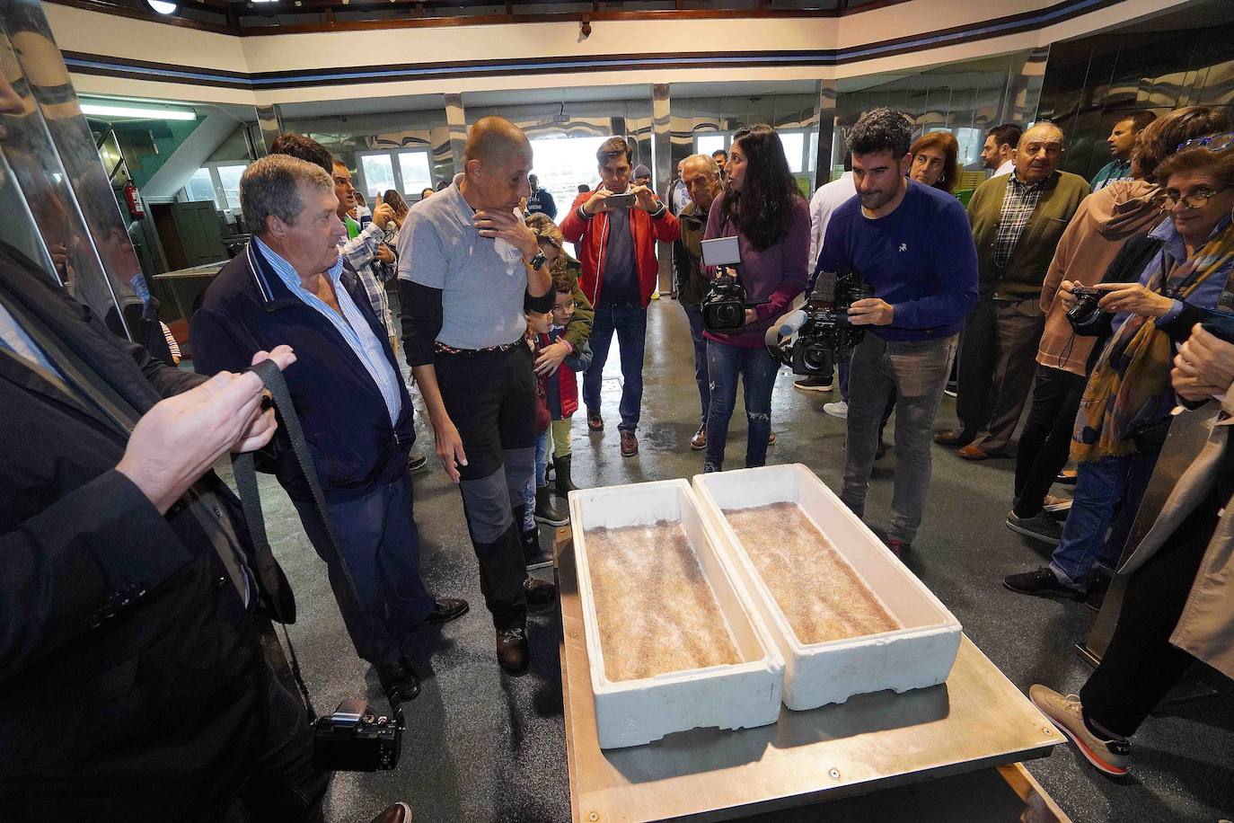 6.260 euros. Es lo que se ha pagado por la primera angula de la temporada en la rula de Ribadesella. Los 2,5 primeros kilos han sido adquiridos por los restaurantes riosellanos El Campanu y La Ría del Campanu.