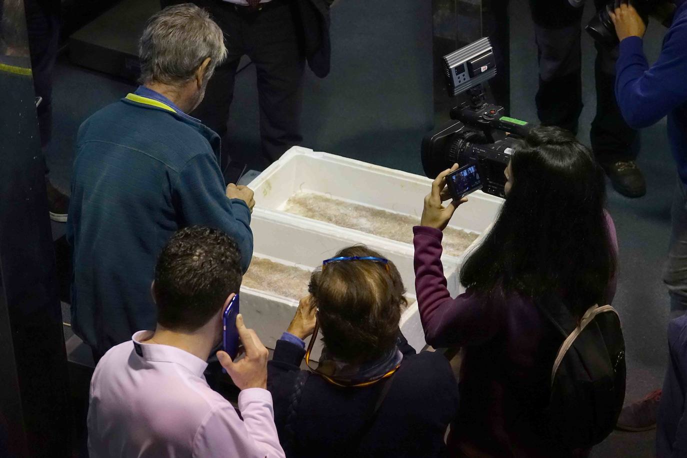 6.260 euros. Es lo que se ha pagado por la primera angula de la temporada en la rula de Ribadesella. Los 2,5 primeros kilos han sido adquiridos por los restaurantes riosellanos El Campanu y La Ría del Campanu.