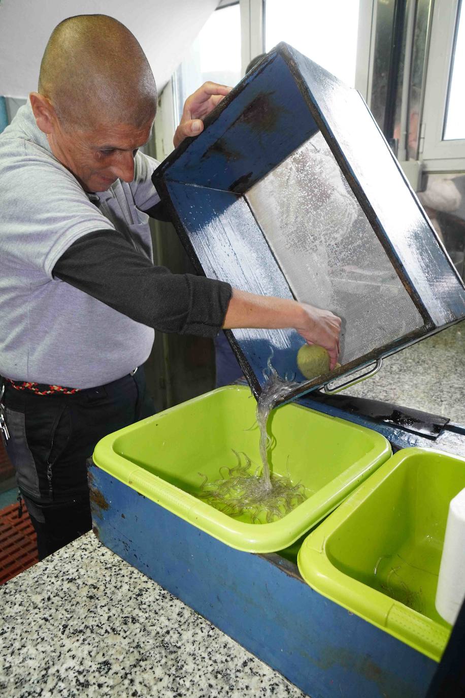 6.260 euros. Es lo que se ha pagado por la primera angula de la temporada en la rula de Ribadesella. Los 2,5 primeros kilos han sido adquiridos por los restaurantes riosellanos El Campanu y La Ría del Campanu.