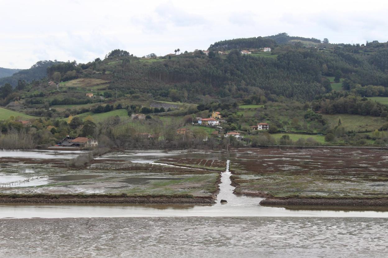 Vista de los porreos de la ría de Villaviciosa, que se han visto deteriorados en los últimos años. 