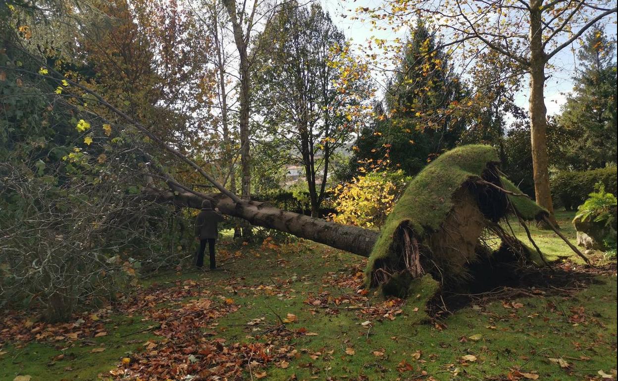 «Escuché un estruendo y cuando nos levantamos vimos el árbol derrumbado»