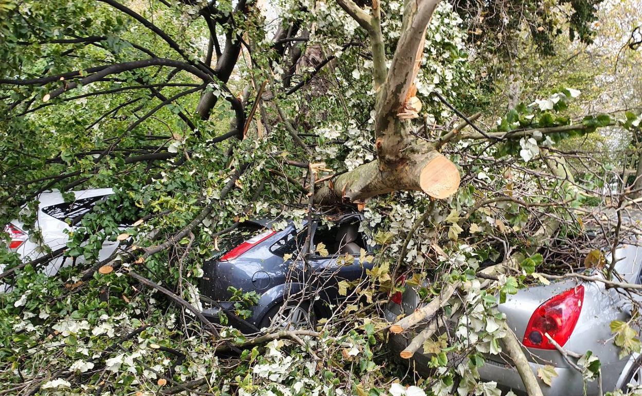 Cuatro coches gravemente dañados por un árbol en Avilés