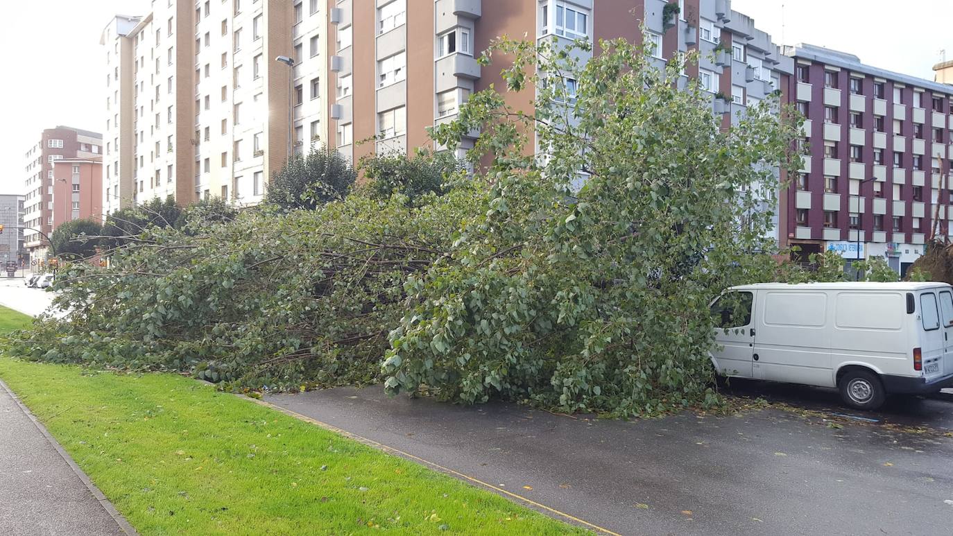 La borrasca 'Amelie' que azota la cornisa Cantábrica ha dejado rachas de hasta 130 kilómetros por hora en Asturias, lo que ha provocado numerosos incidentes en la región, sobre todo, árboles caídos.