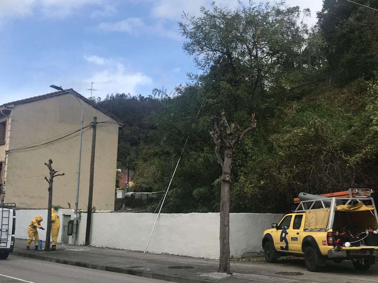 Efectivos de Bomberos de Asturias retiran el nido. 