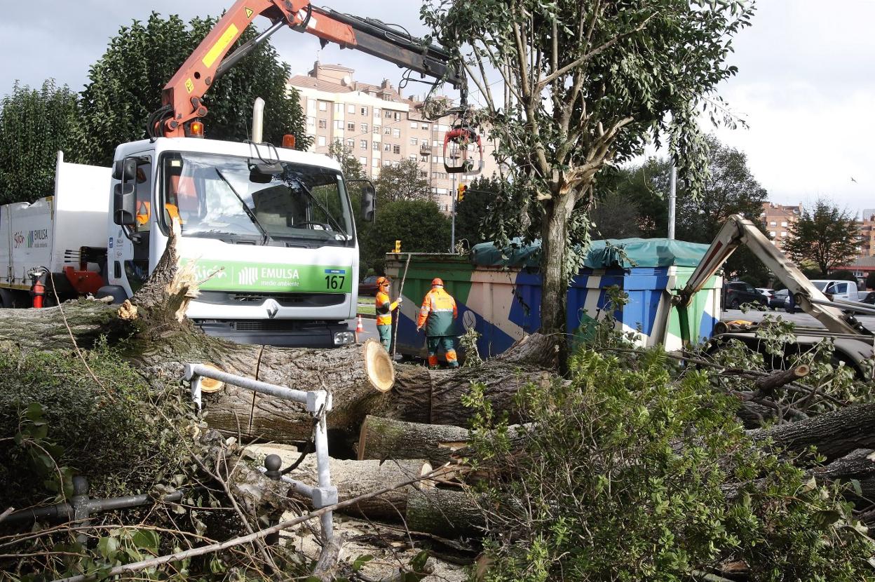 Carlos Marx. Labores de retirada, ayer, del gran árbol caído la noche del sábado, dejando dañados tres coches. 