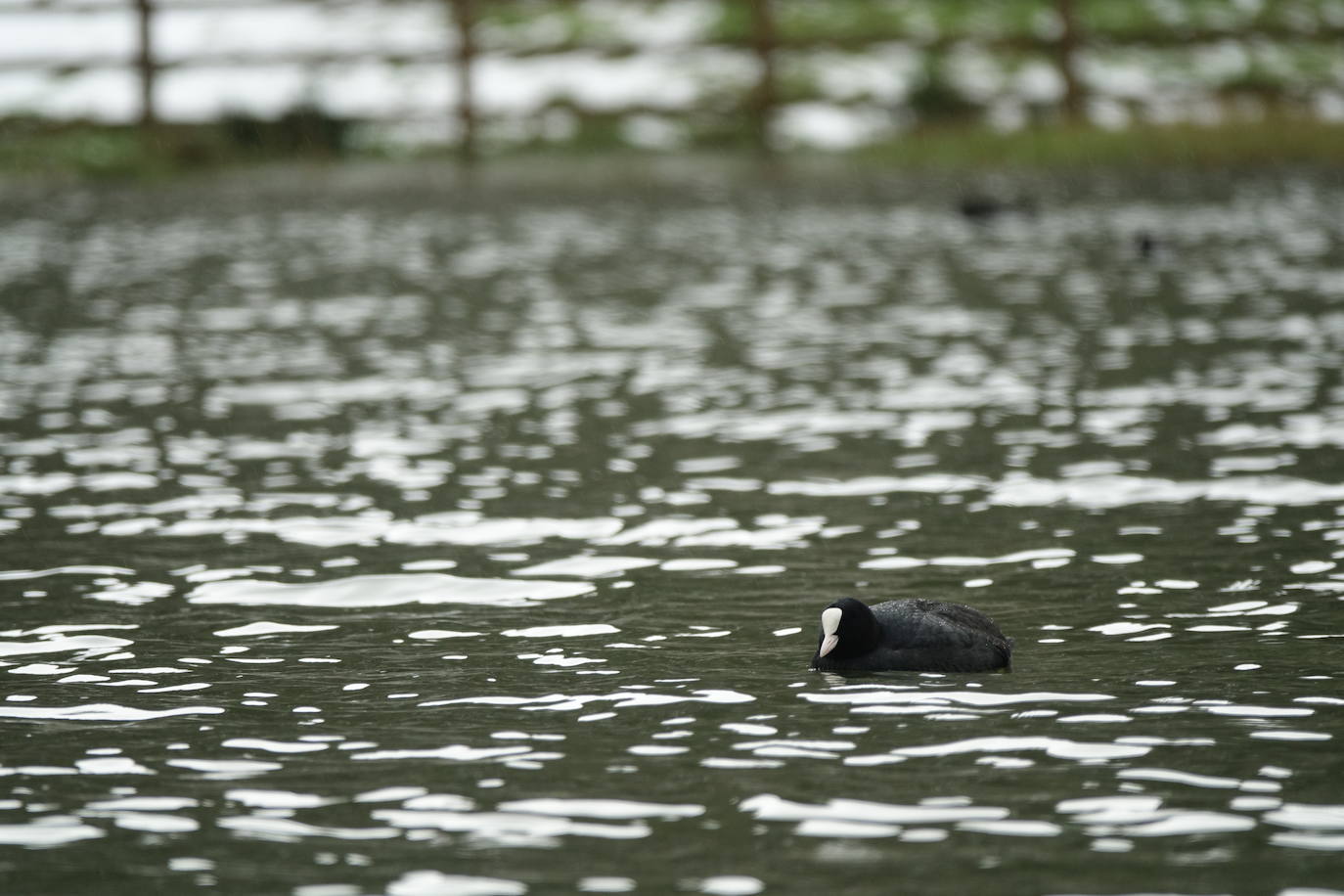 El viento del sur y la intensa lluvia provocaron la desaparición de nieve en el entorno de los Lagos de Covadonga pero favorece la aparición de otros tesoros como el desconocido tercer lago, 'El Bricial'.