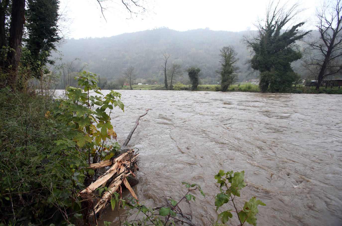 Las intensas lluvias han provocado argayos en Cangas de Onís, Cirieño, Poncebos y en Degaña. Además, se han desbordado los ríos Nalón y Trubia. 