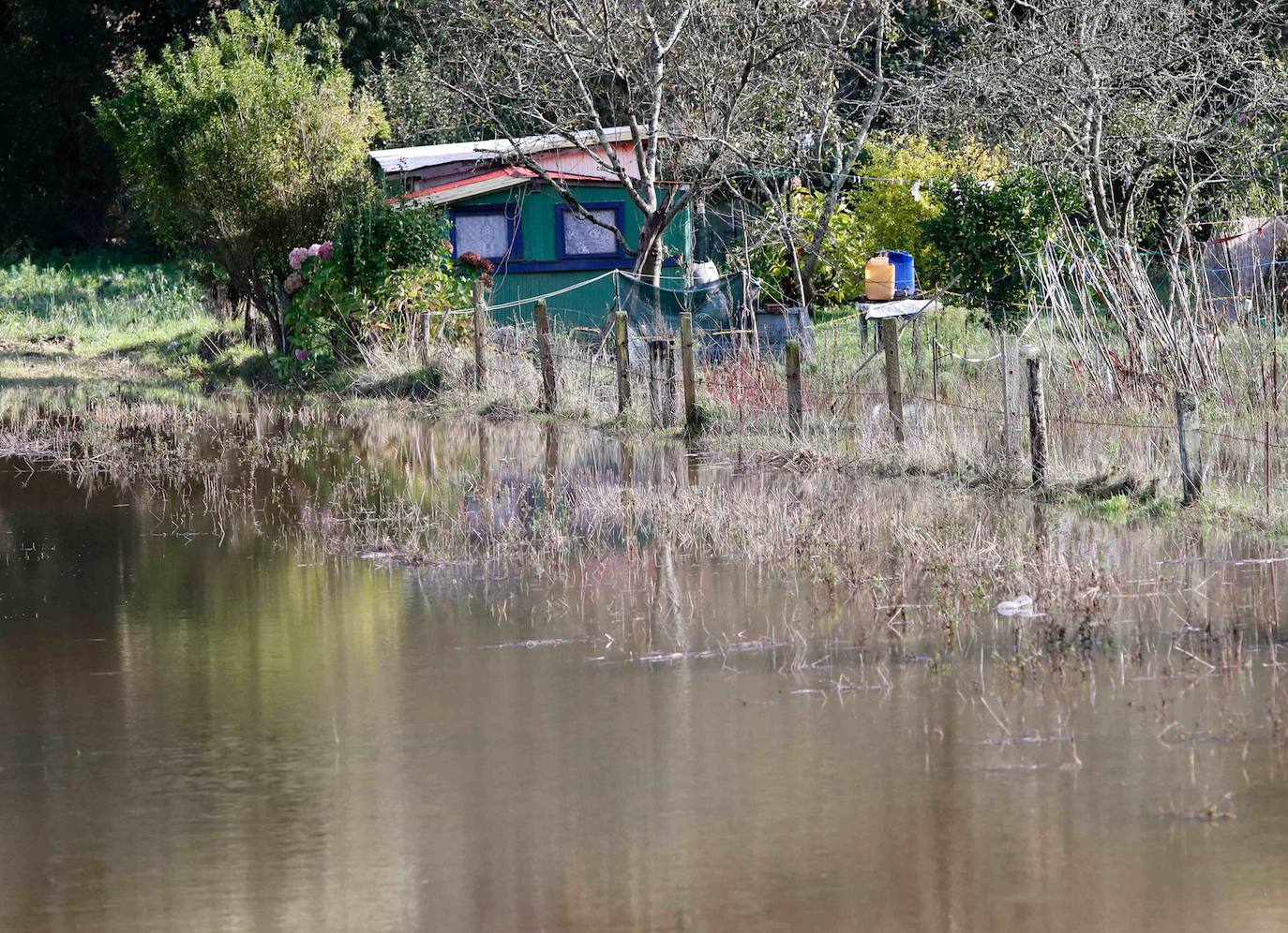 Las lluvias de las últimas horas han provocado el desbordamiento del río Nalón en varios de sus tramos, como Pravia. El agua, que alcanza la carretera AS-16, ha anegado por completo varias huertas y plantaciones de kiwi.