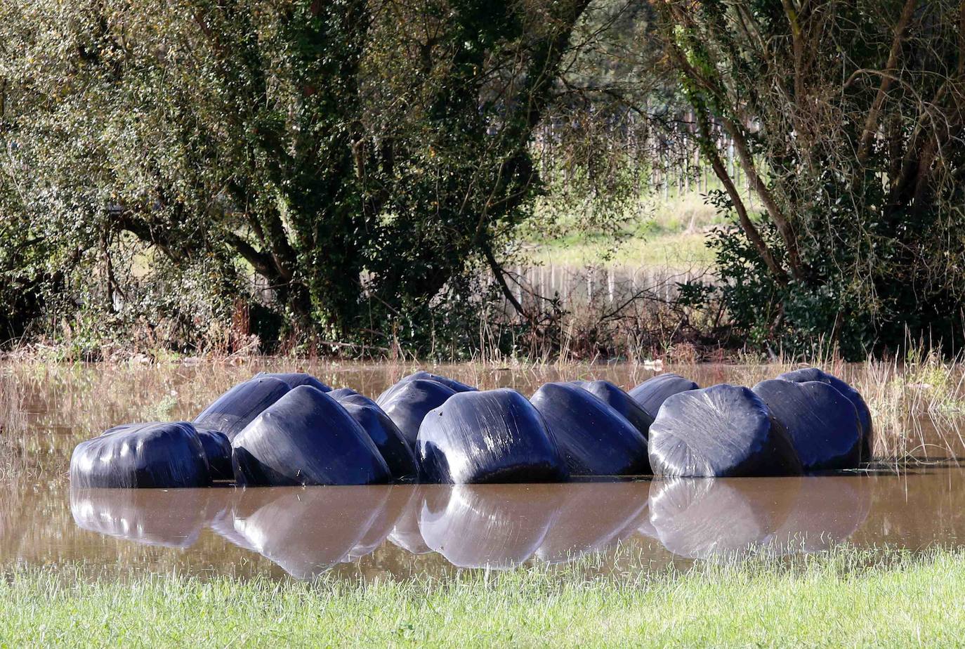 Las lluvias de las últimas horas han provocado el desbordamiento del río Nalón en varios de sus tramos, como Pravia. El agua, que alcanza la carretera AS-16, ha anegado por completo varias huertas y plantaciones de kiwi.