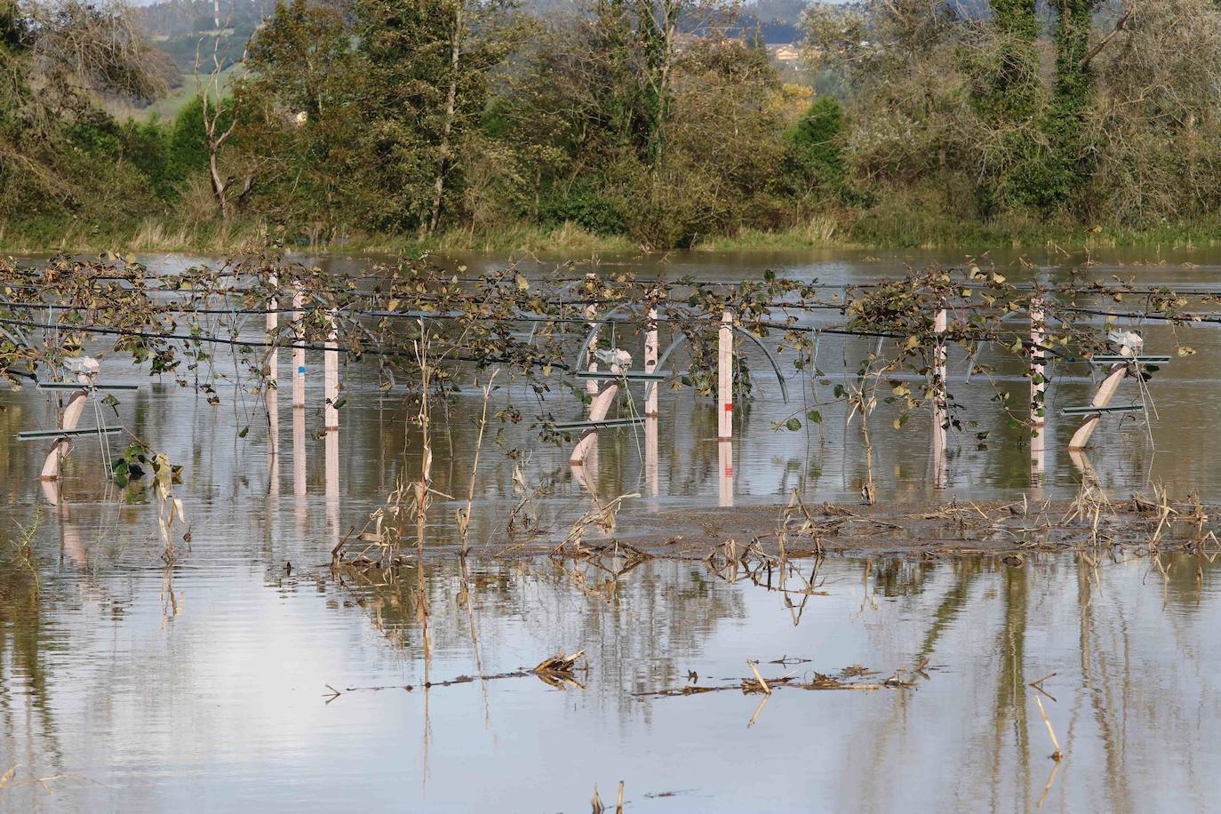 Las lluvias de las últimas horas han provocado el desbordamiento del río Nalón en varios de sus tramos, como Pravia. El agua, que alcanza la carretera AS-16, ha anegado por completo varias huertas y plantaciones de kiwi.