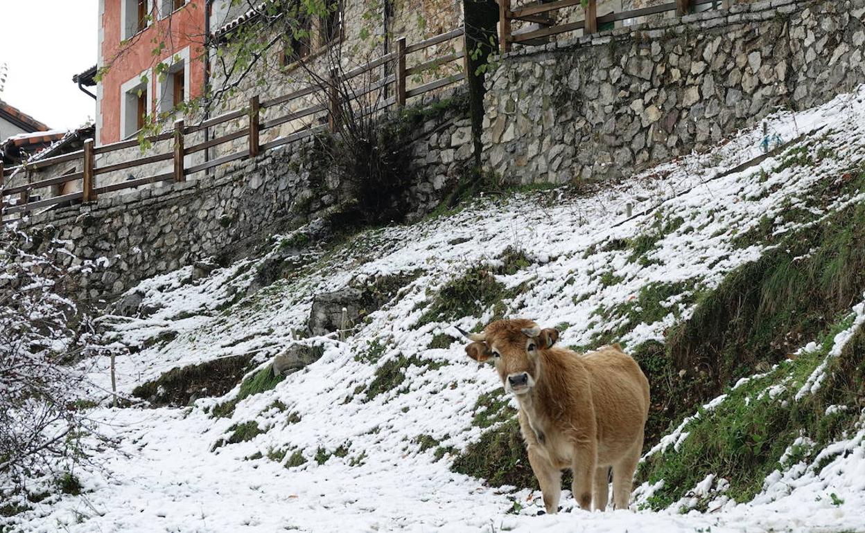 La nieve regresa a Picos mientras el temporal provoca cortes y daños en carreteras del Oriente