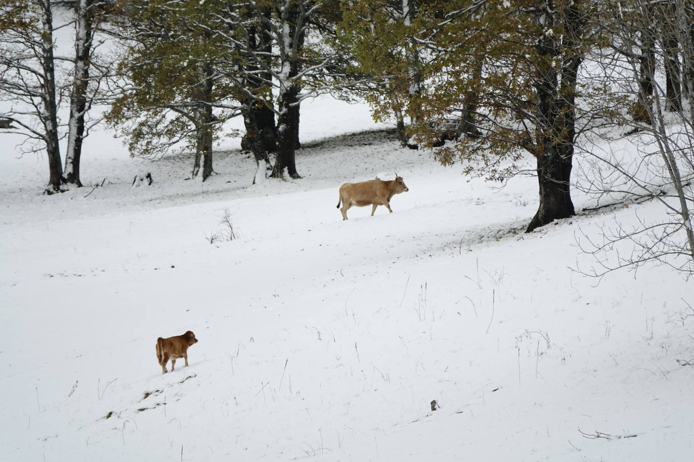 Fotos: Sotres, bajo un manto blanco