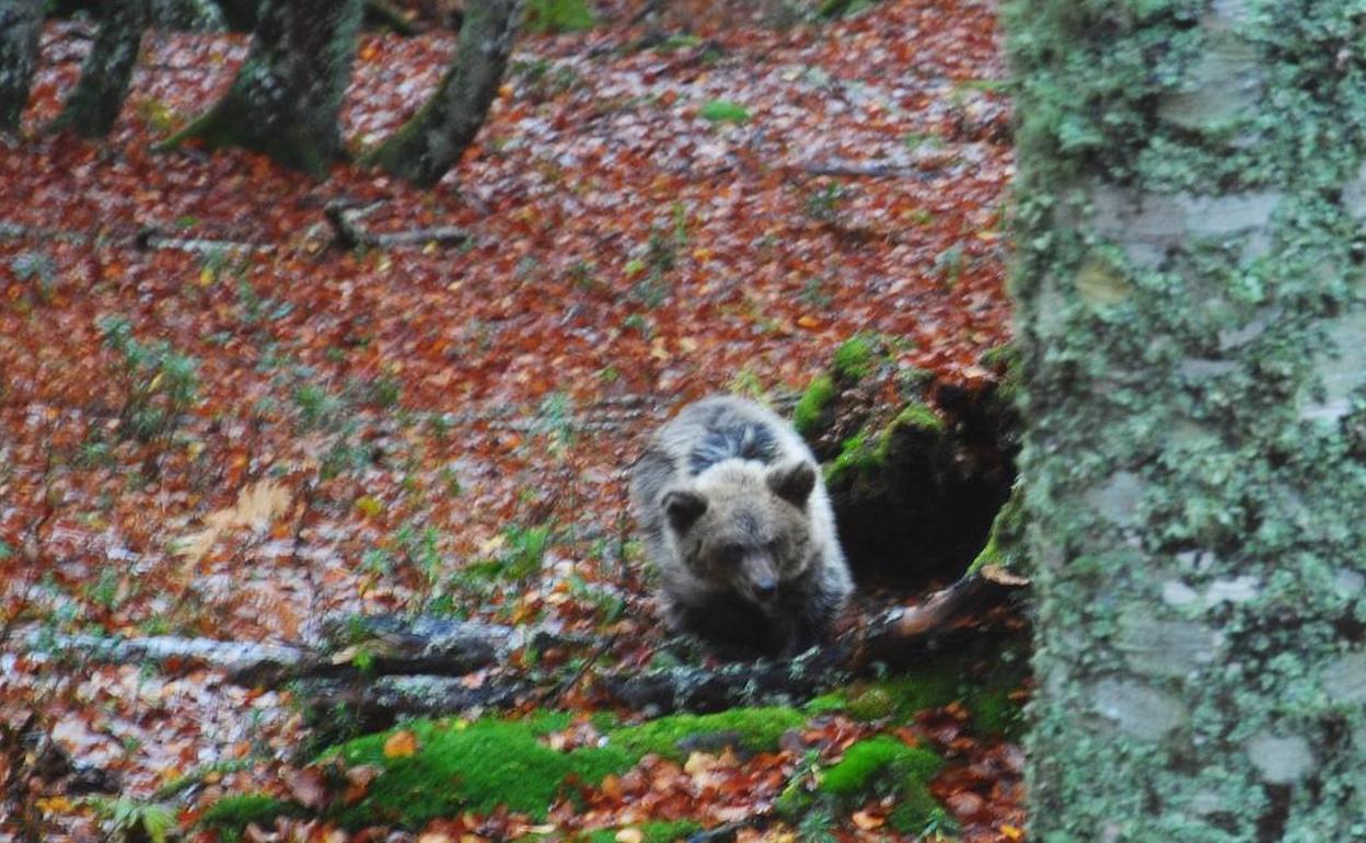 Ecologistas cuestionan el lugar elegido para liberar a la osezna Saba