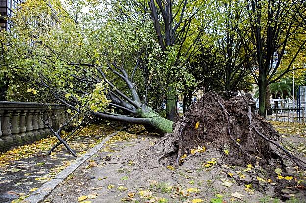 Gijón. Árboles derribados en el paseo de Begoña.