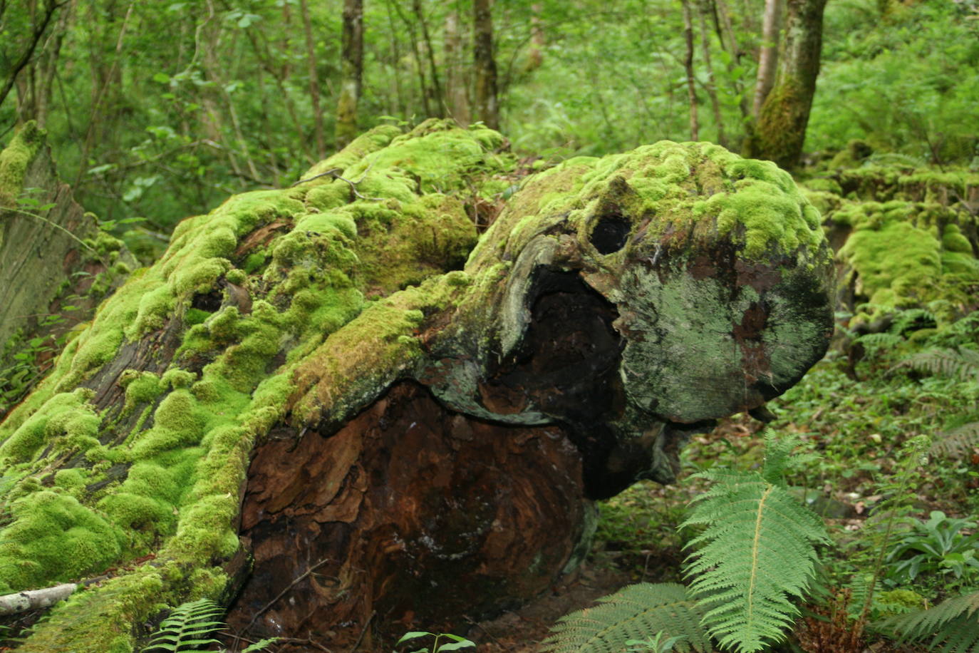 De Oriente a Occidente, entre playas y montañas, estas son algunas de las mejores escenas presentadas al concurso de fotografía 'Escenas de Asturias' de EL COMERCIO con el patrocinio de El Gaitero 