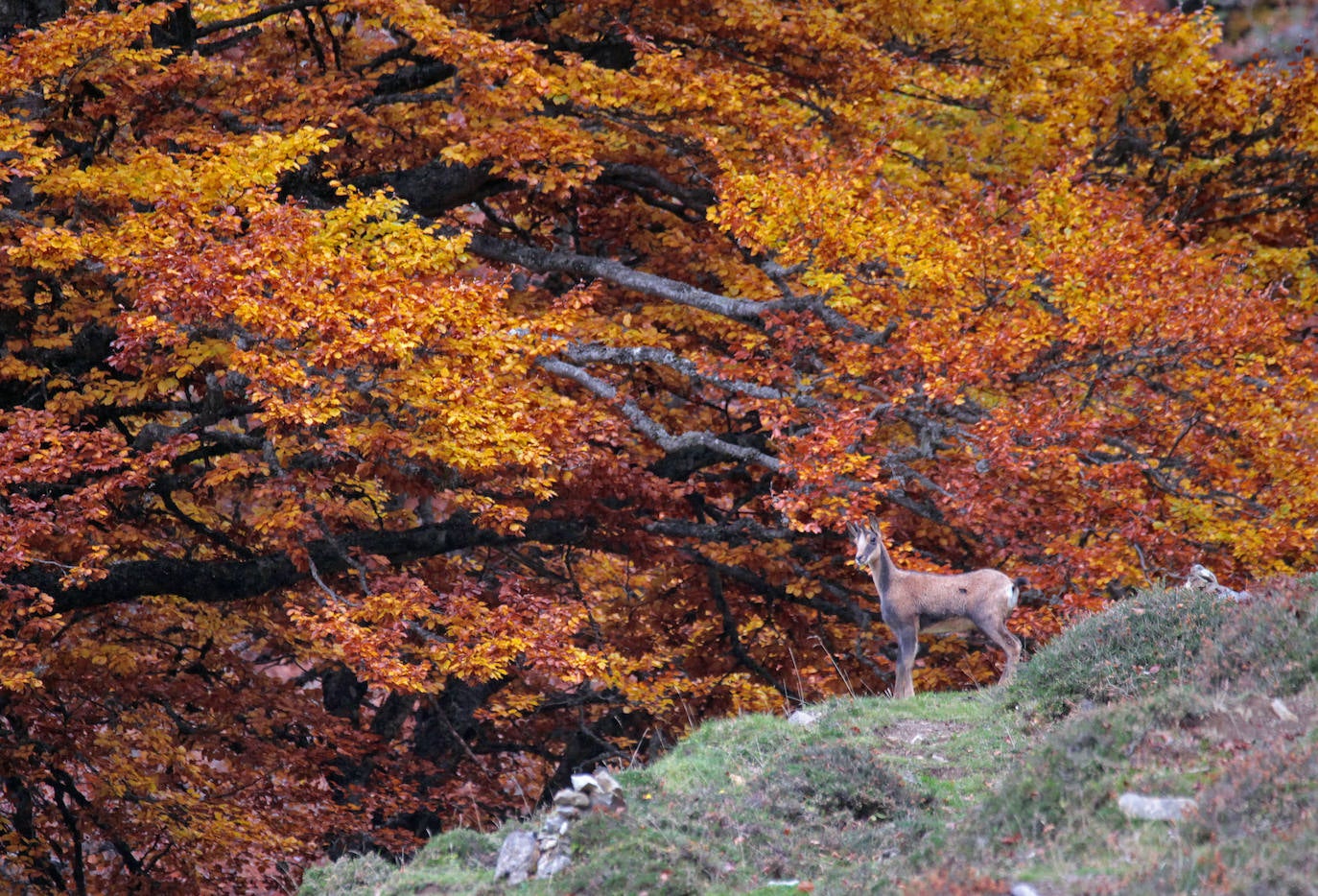 De Oriente a Occidente, entre playas y montañas, estas son algunas de las mejores escenas presentadas al concurso de fotografía 'Escenas de Asturias' de EL COMERCIO con el patrocinio de El Gaitero 