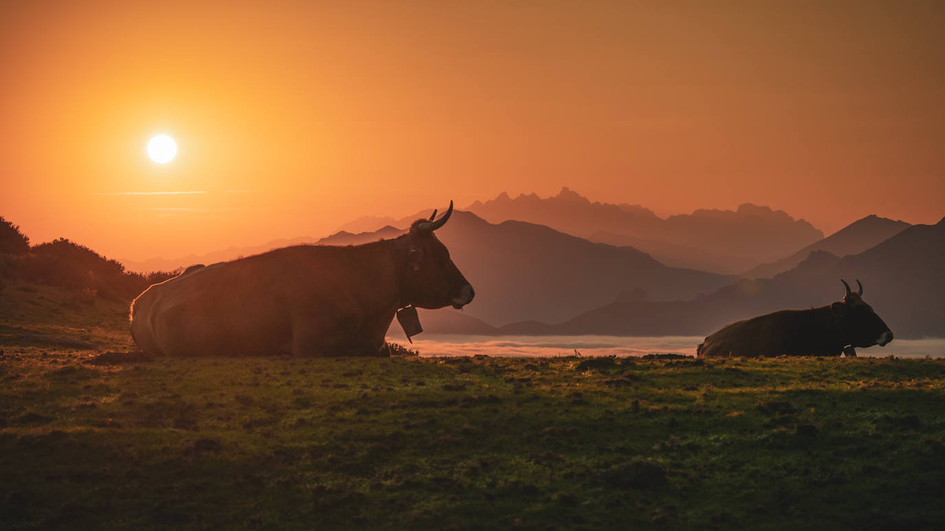 De Oriente a Occidente, entre playas y montañas, estas son algunas de las mejores escenas presentadas al concurso de fotografía 'Escenas de Asturias' de EL COMERCIO con el patrocinio de El Gaitero 