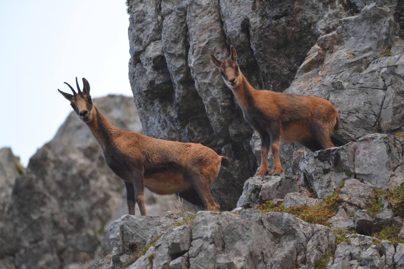 De Oriente a Occidente, entre playas y montañas, estas son algunas de las mejores escenas presentadas al concurso de fotografía 'Escenas de Asturias' de EL COMERCIO con el patrocinio de El Gaitero 
