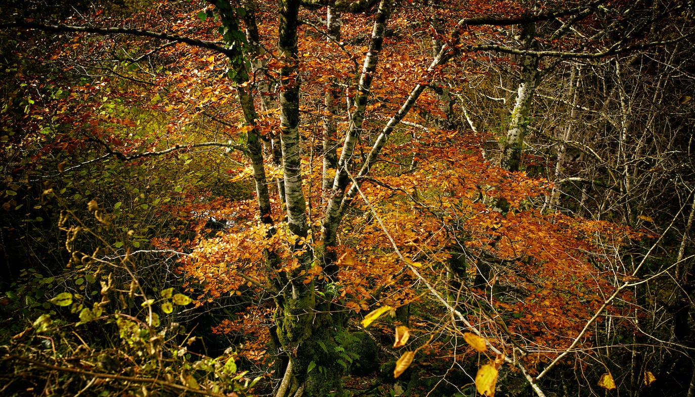 De Oriente a Occidente, entre playas y montañas, estas son algunas de las mejores escenas presentadas al concurso de fotografía 'Escenas de Asturias' de EL COMERCIO con el patrocinio de El Gaitero 