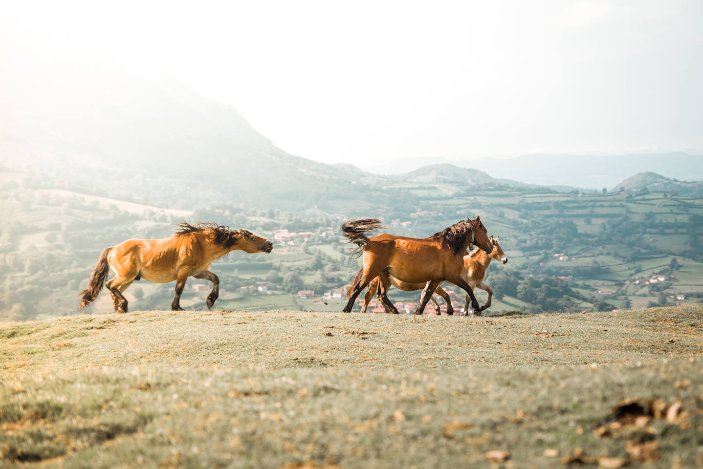 De Oriente a Occidente, entre playas y montañas, estas son algunas de las mejores escenas presentadas al concurso de fotografía 'Escenas de Asturias' de EL COMERCIO con el patrocinio de El Gaitero 