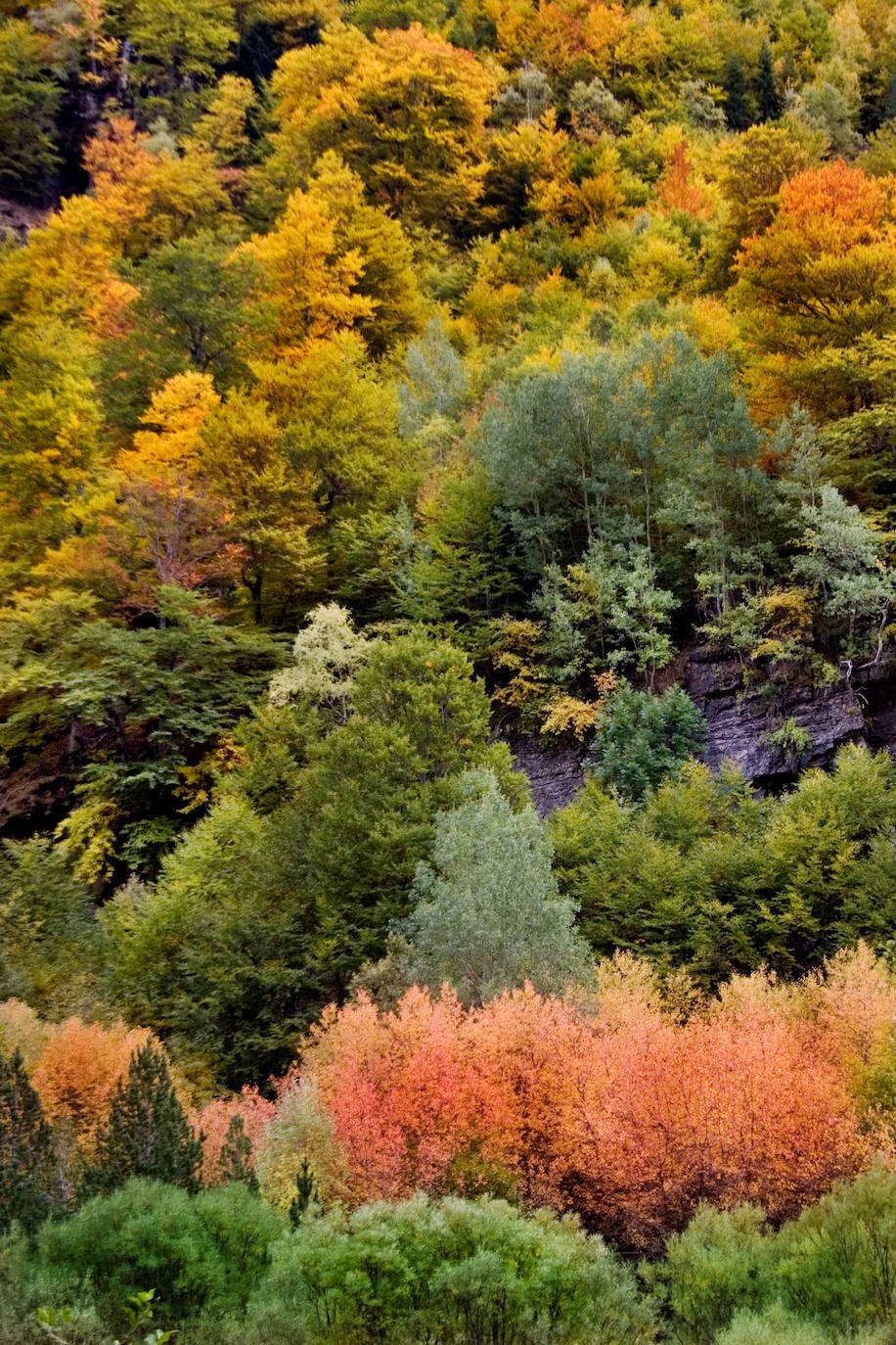 Los colores del otoño dan una gran belleza al bosque.