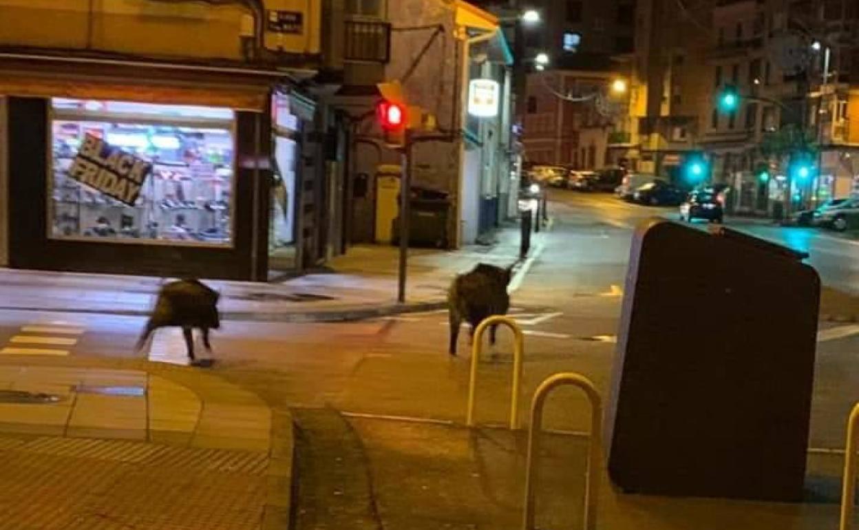 Dos ejemplares, la pasada noche en la avenida del Principado, en Las Vegas. 
