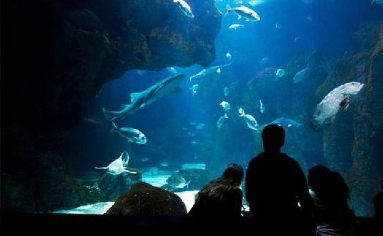 El Acuario dispensará un pase anual gratuito a los niños gijoneses