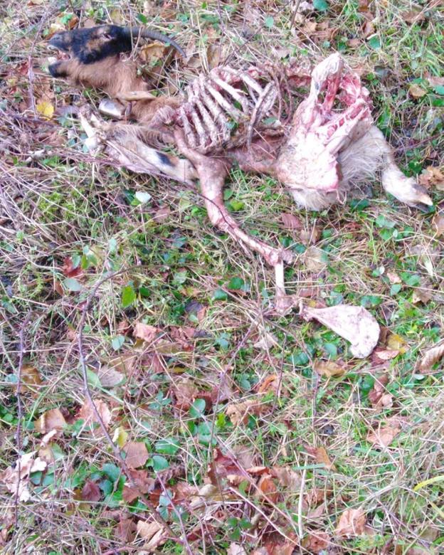 Restos del animal atacado en Tielve, en Cabrales. :: E. C.