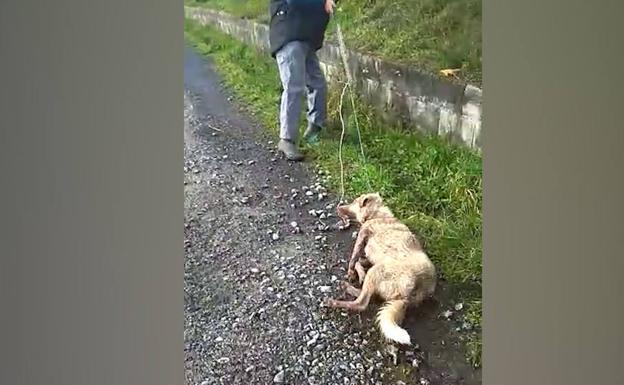 Denuncian a un hombre por arrastrar a una perra malherida