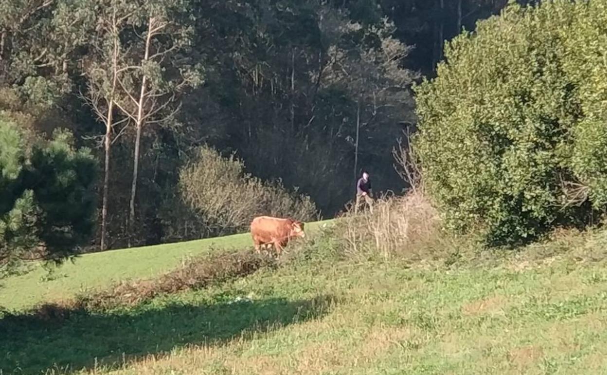 El toro, en la finca de Leandro. 