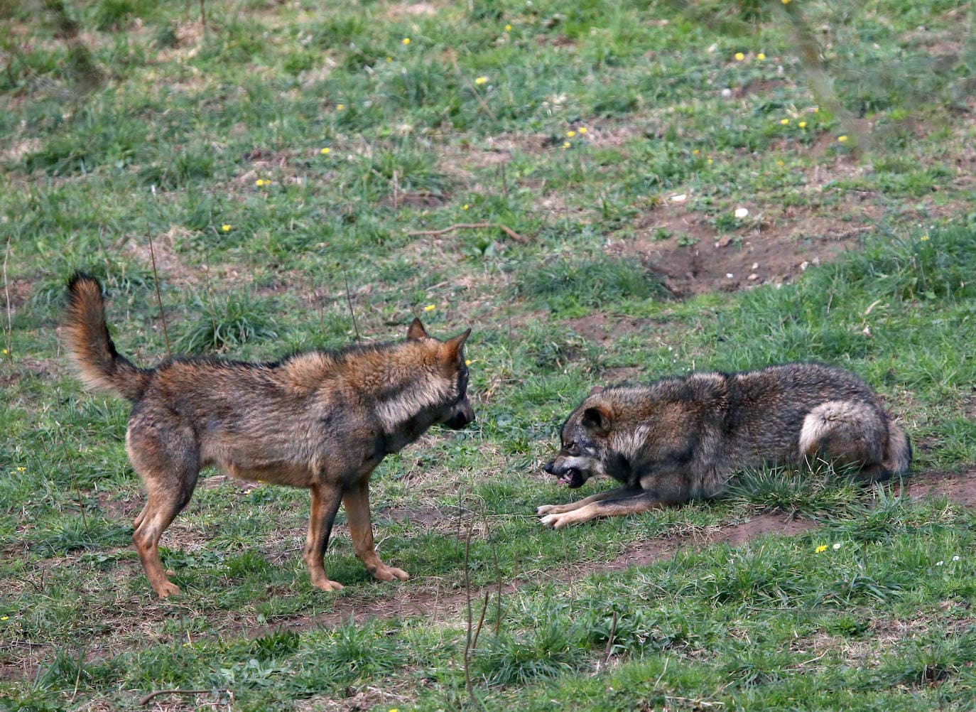 Encuentran muerto de un disparo a un lobo en Picos de Europa