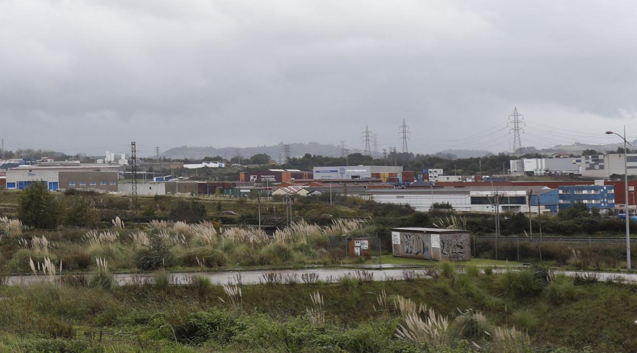 Proliferación de plumeros de la Pampa en el entorno de los polígonos industriales de la zona oeste, con las naves de La Peñona al fondo. 