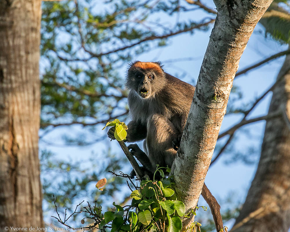  La Unión Internacional para la Conservación de la Naturaleza (UICN) ha actualizado su 'Lista Roja', que recoge el estado de todos los animales, plantas y hongos amenazados o que corren cierto riesgo. Estas son algunas de las especies que han empeorado su situación: COLOMBO ROJO DEL TANA: esta especie keniana, es uno de los 25 primates más amenazados del mundo y está hoy considerado como 'En Peligro Crítico' debido a la pérdida drástica de su hábitat. 