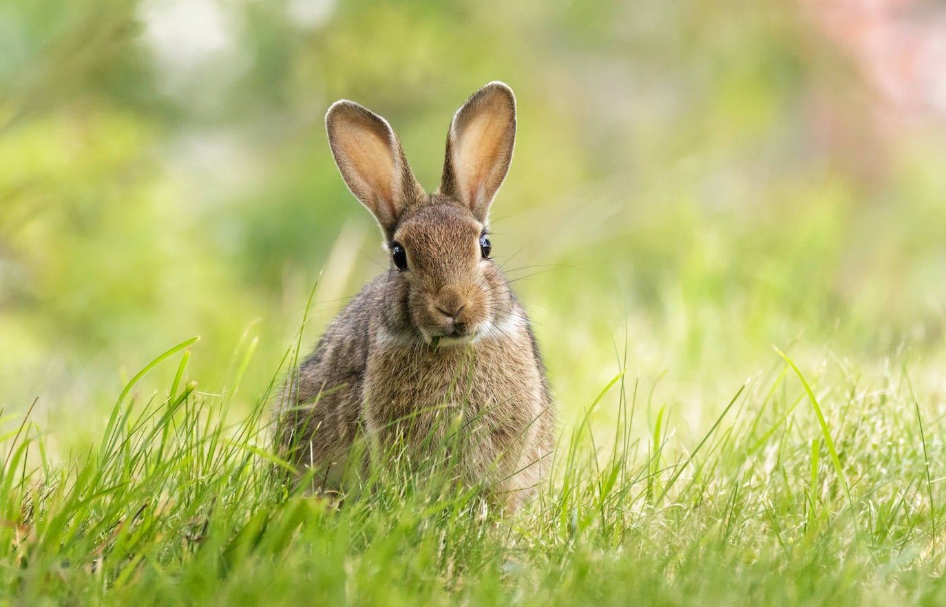  CONEJO EUROPEO: aunque los conejos europeos estén muy extendidos después de introducciones históricas, la especie ha pasado de 'Casi Amenazada' a 'En Peligro' dentro de su área de distribución natural, en España, Portugal y el sur de Francia. 