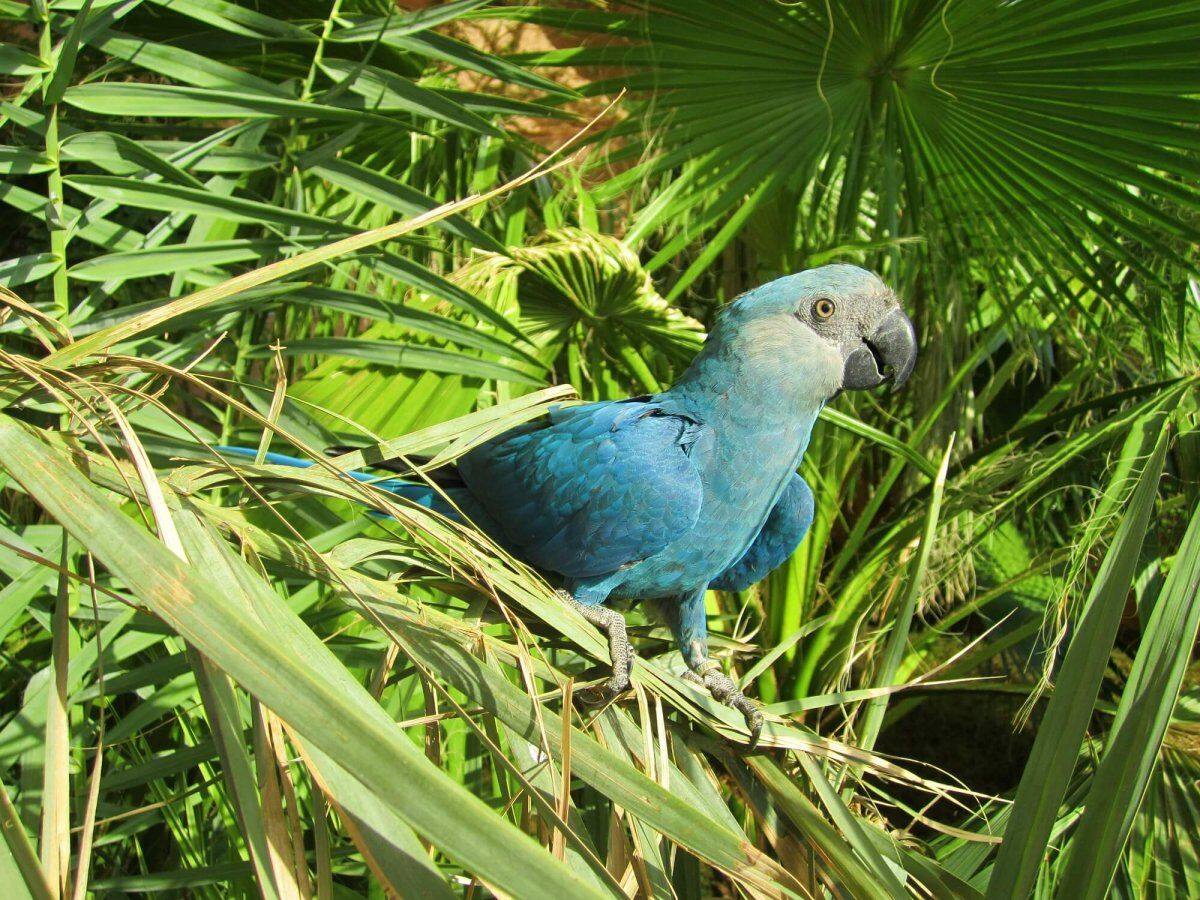  GUACAMAYO DE SPIX: la Unión Internacional para la Conservación de la Naturaleza (UICN) ha catalogado a esta especie como 'Extinta en Estado Silvestre' 