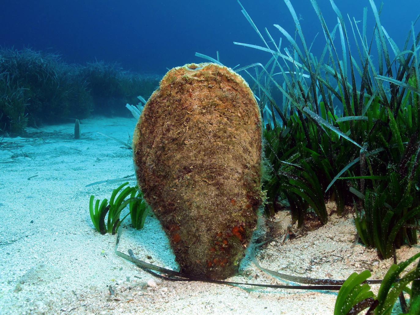  NACRA: este molusco marino está 'En Peligro Crítico. Un patógeno recientemente descubierto, Haplosporidium pinnae, está causando disminuciones drásticas en las poblaciones de todo el Mediterráneo, donde es endémico. Causando la muerte del 80 al 100 % de las Nacras afectadas, esto constituye un evento de mortalidad masiva. 