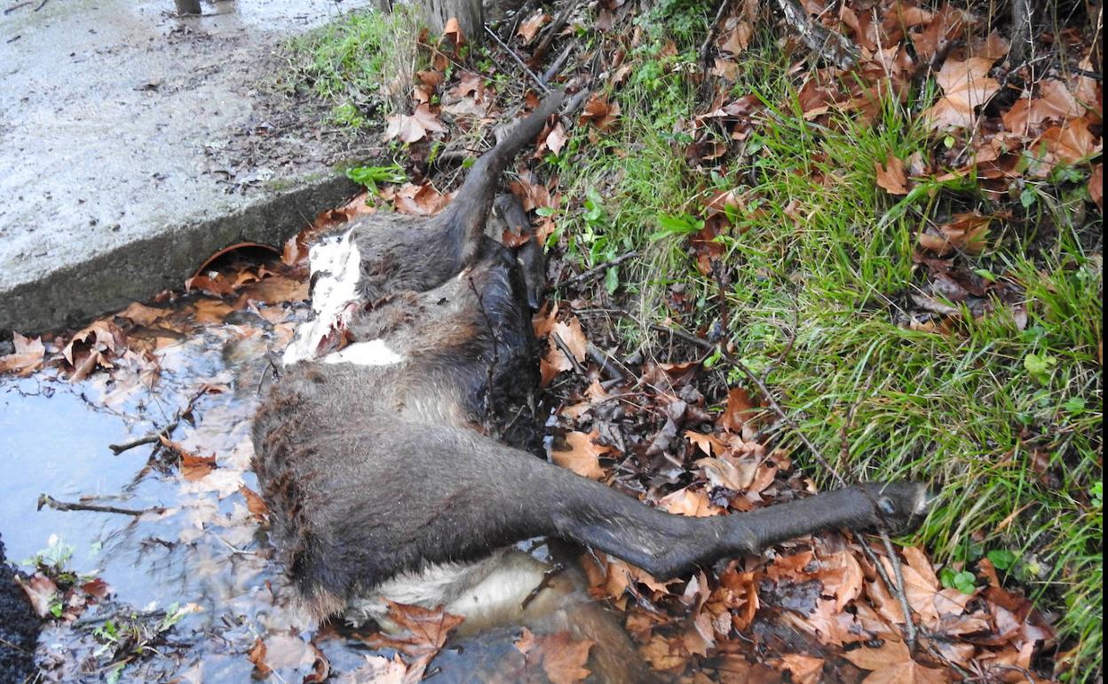 Aparecen ciervos muertos y decapitados en el Parque Natural de las Ubiñas