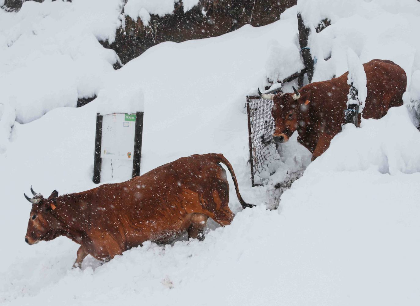 Complicada jornada en la región por las fuertes nevadas y el intenso frío, que mantiene la alerta naranja.