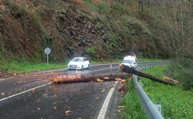 Un árbol cae sobre un coche que circulaba por la AS-15 en Tineo