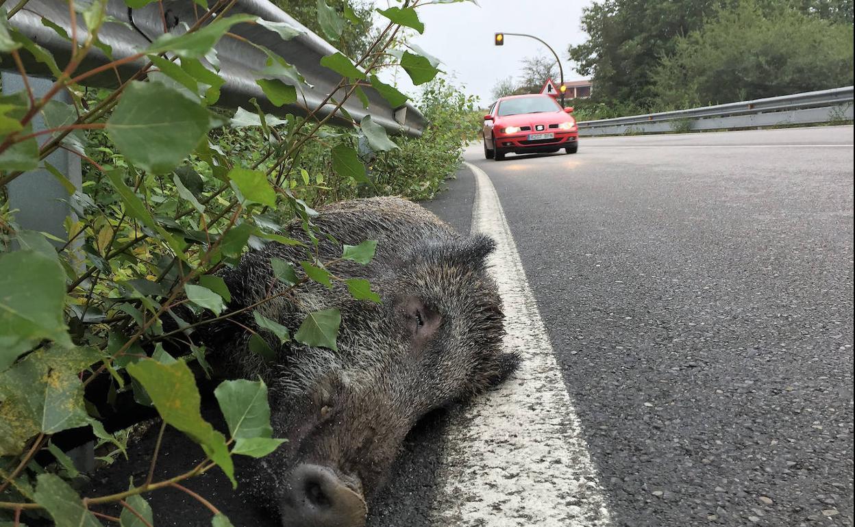 Asturias, quinta provincia con más accidentes de tráfico con jabalíes