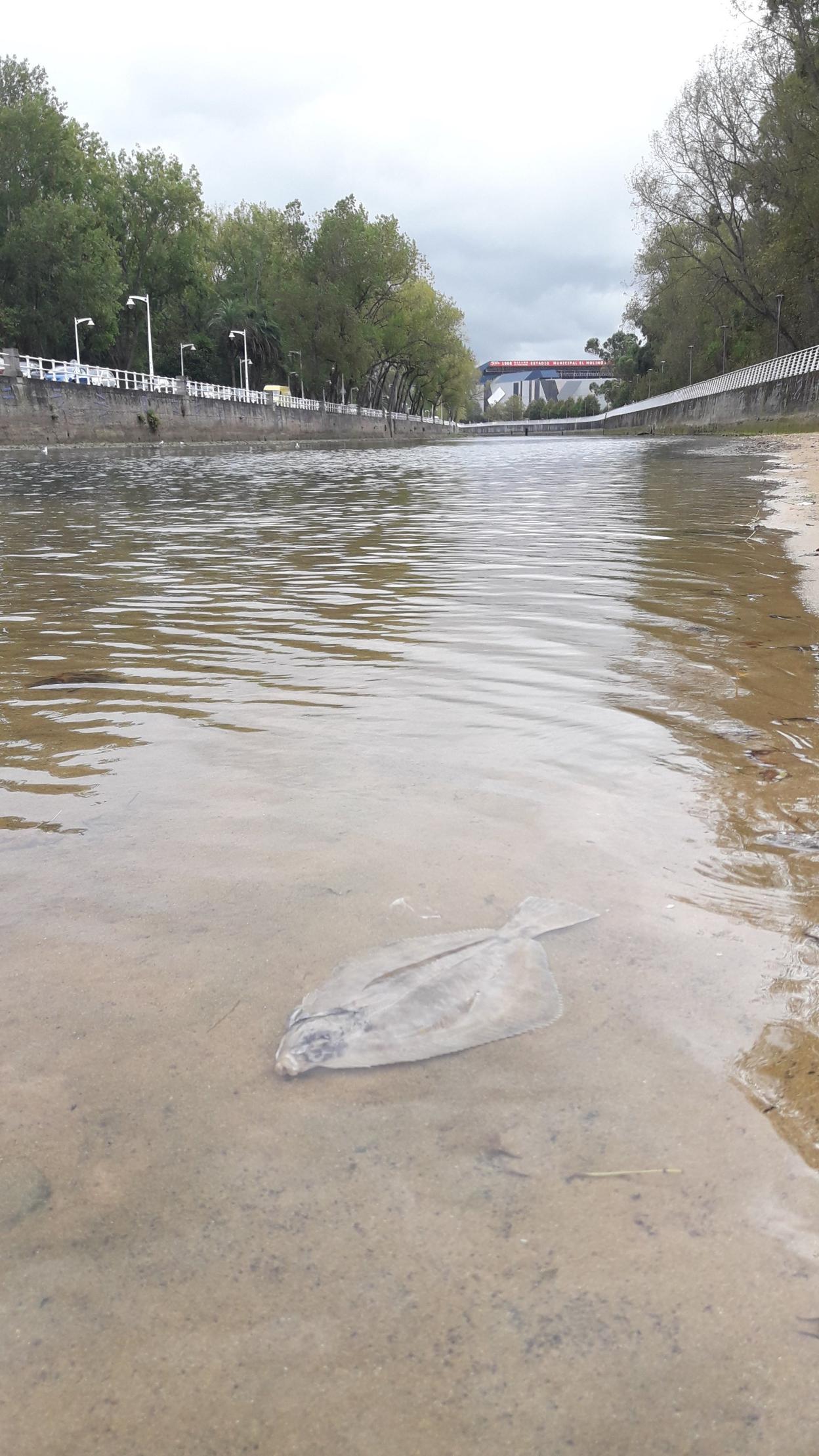 El Piles, con peces muertos, este otoño. 