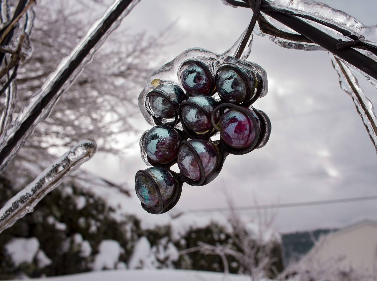 Qué son los vinos de hielo 