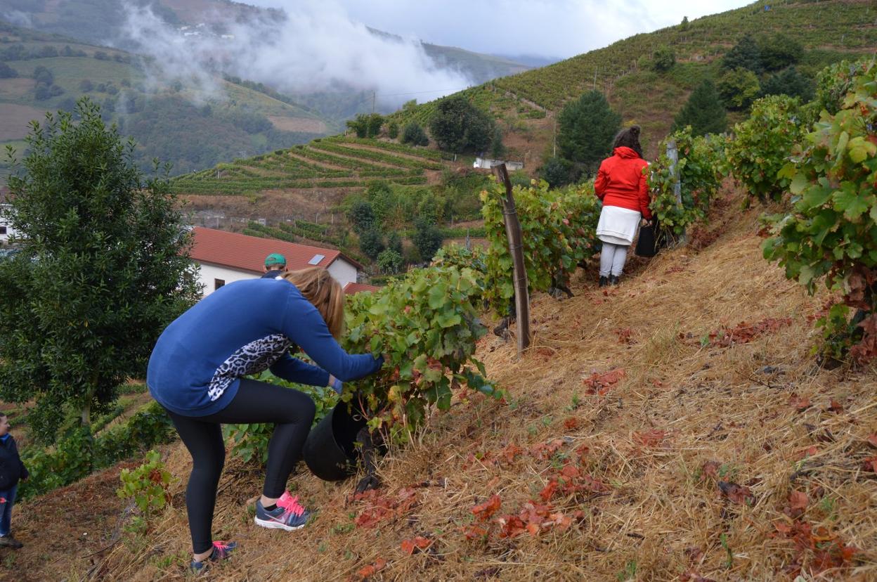 La viticultura es una de las actividades principales en el concejo de Cangas del Narcea. 