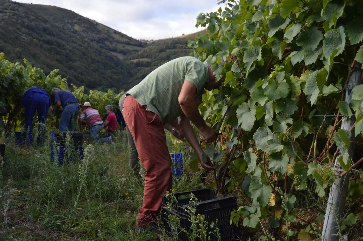 Los trabajadores recogen la uva en la última campaña. 