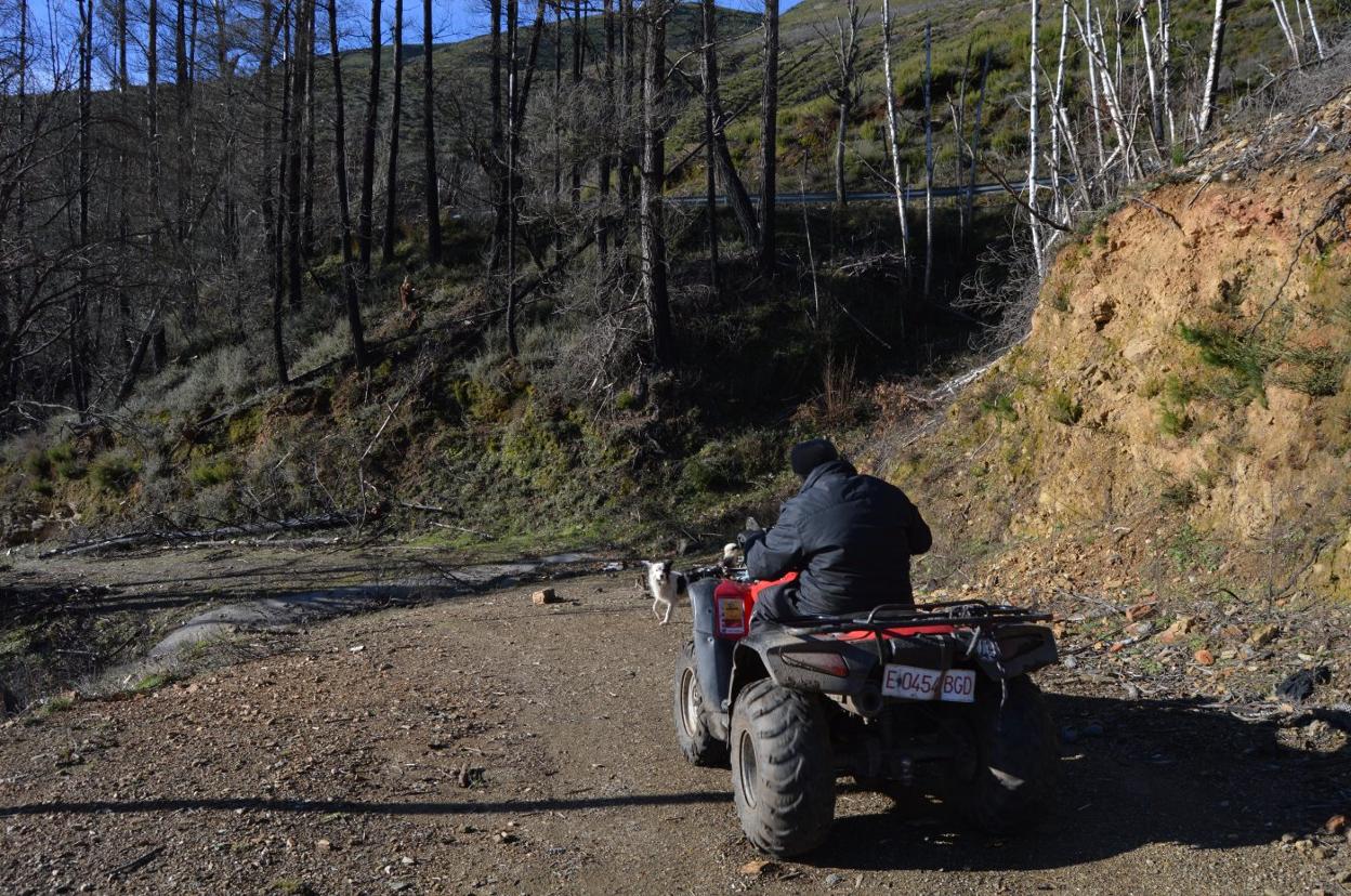Jesús Díaz recorre el monte, donde son visibles los daños del fuego en la arboleda.