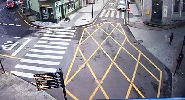 El ejemplar en la calle Pidal, captado por una cámara fija. 