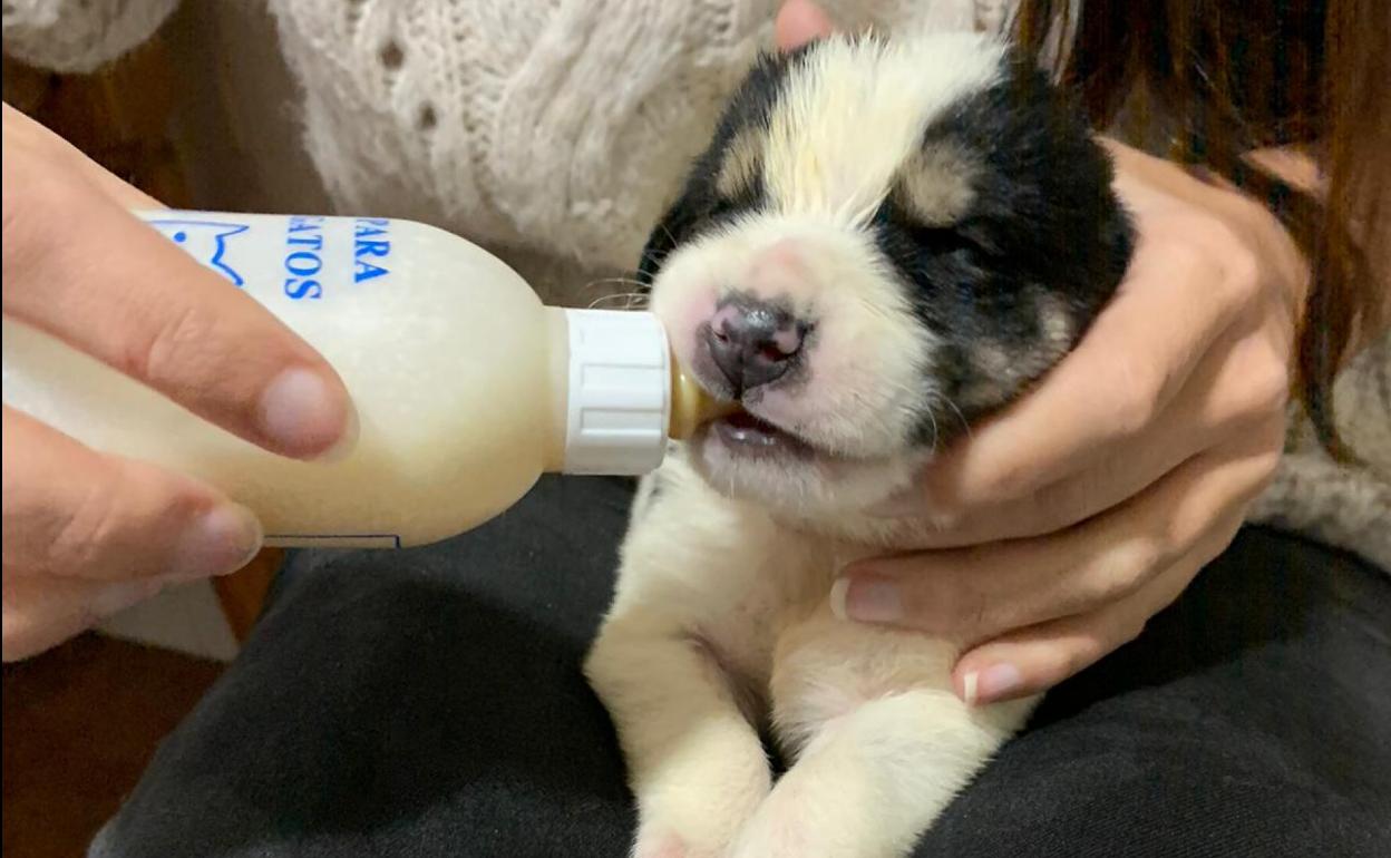 Un cachorro bebe del biberón.
